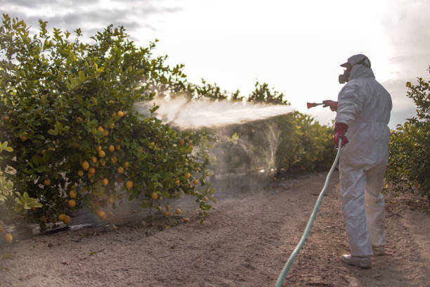 Best Pest Control Treatment  in Douglas, AL