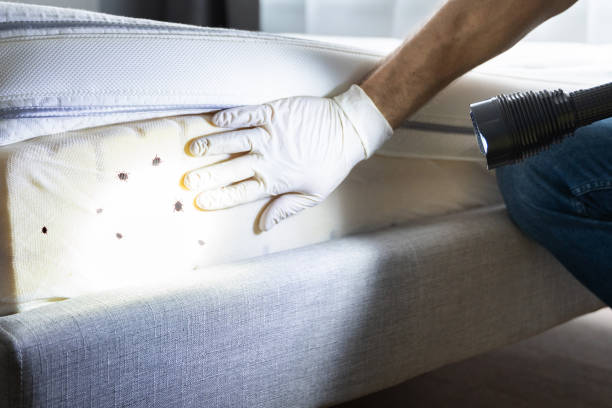 Best Wasp Removal Services  in Douglas, AL