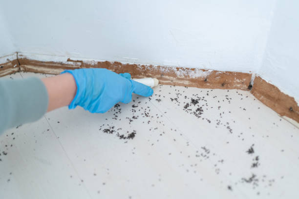 Best Cockroach Control Services  in Douglas, AL